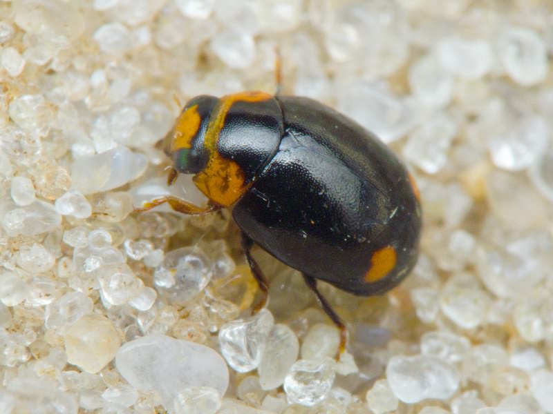 Hyperaspis reppensis (Herbst, 1783)